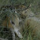 Leopard mit Letchwe Kill