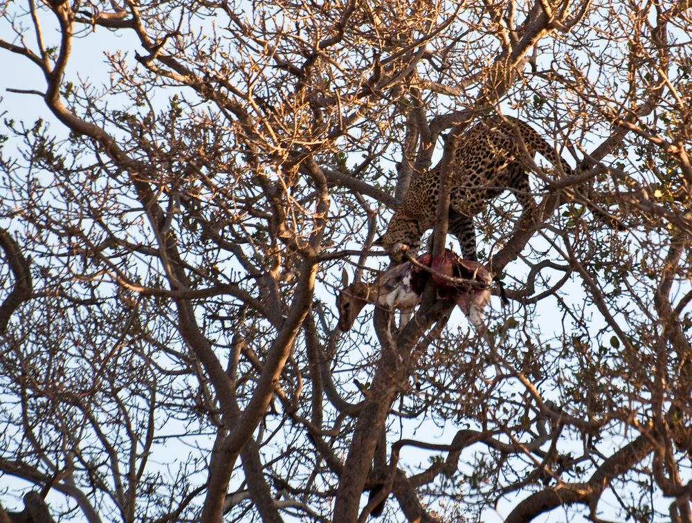 Leopard mit Opfer