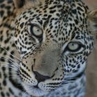 Leopard mit Parasit