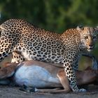 Leopard mit Riß