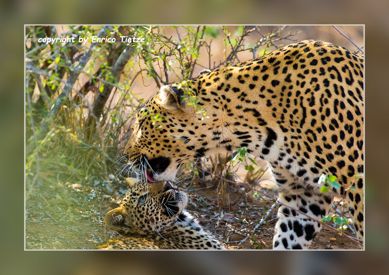 Leopard mit seinem Nachwuchs im Krüger NP, SA