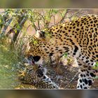 Leopard mit seinem Nachwuchs im Krüger NP, SA