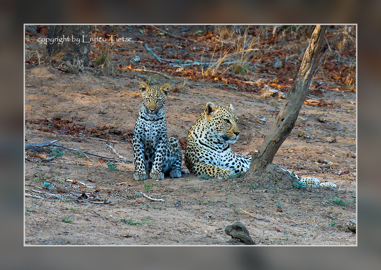 Leopard mit seinem Nachwuchs im Krüger NP, SA