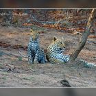 Leopard mit seinem Nachwuchs im Krüger NP, SA