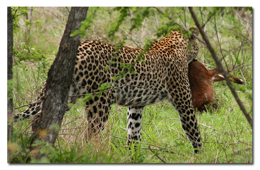 Leopard mit seiner Beute