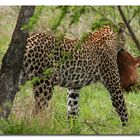 Leopard mit seiner Beute