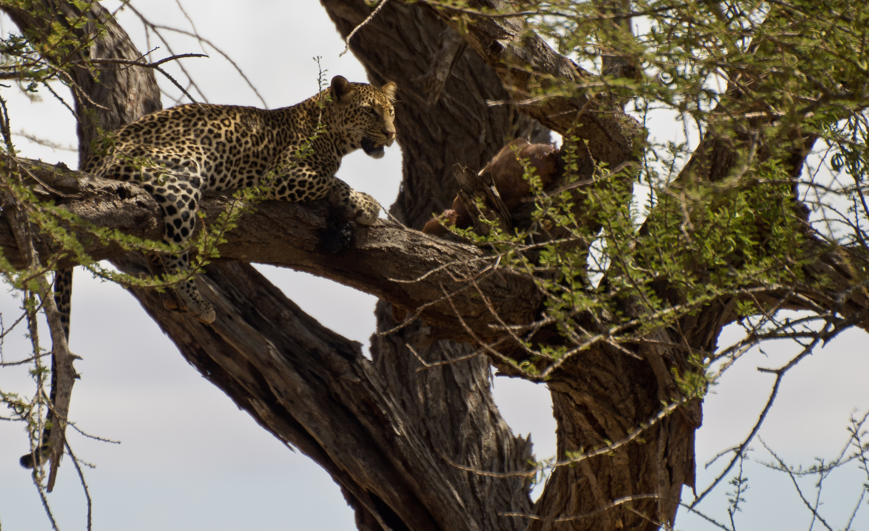 Leopard mit seiner Lieblingsgazelle im Baum