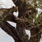 Leopard mit seiner Lieblingsgazelle im Baum