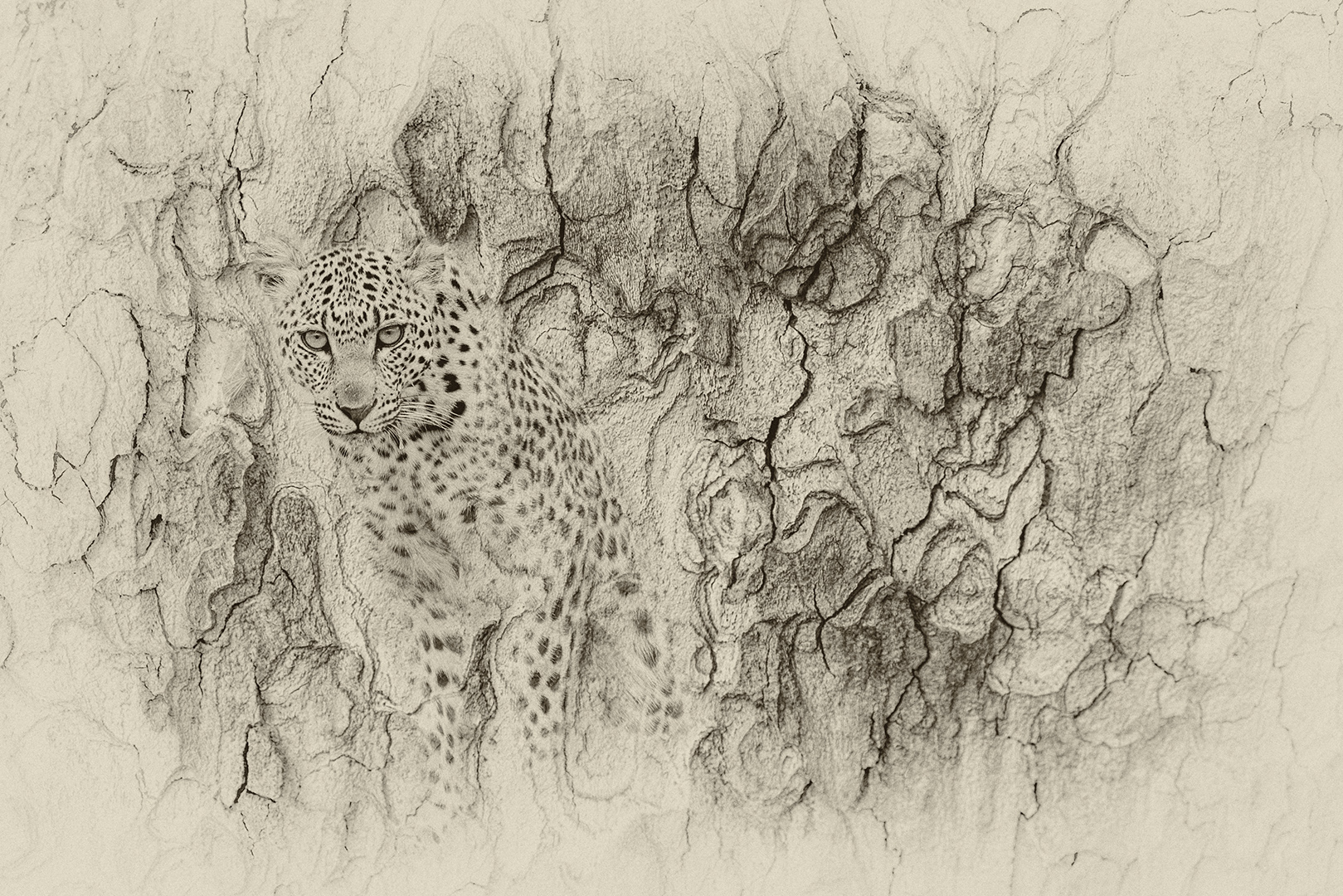 Leopard Montage