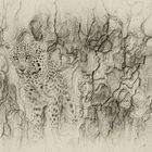 Leopard Montage