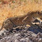 Leopard, Moremi Game Reserve, Botswana