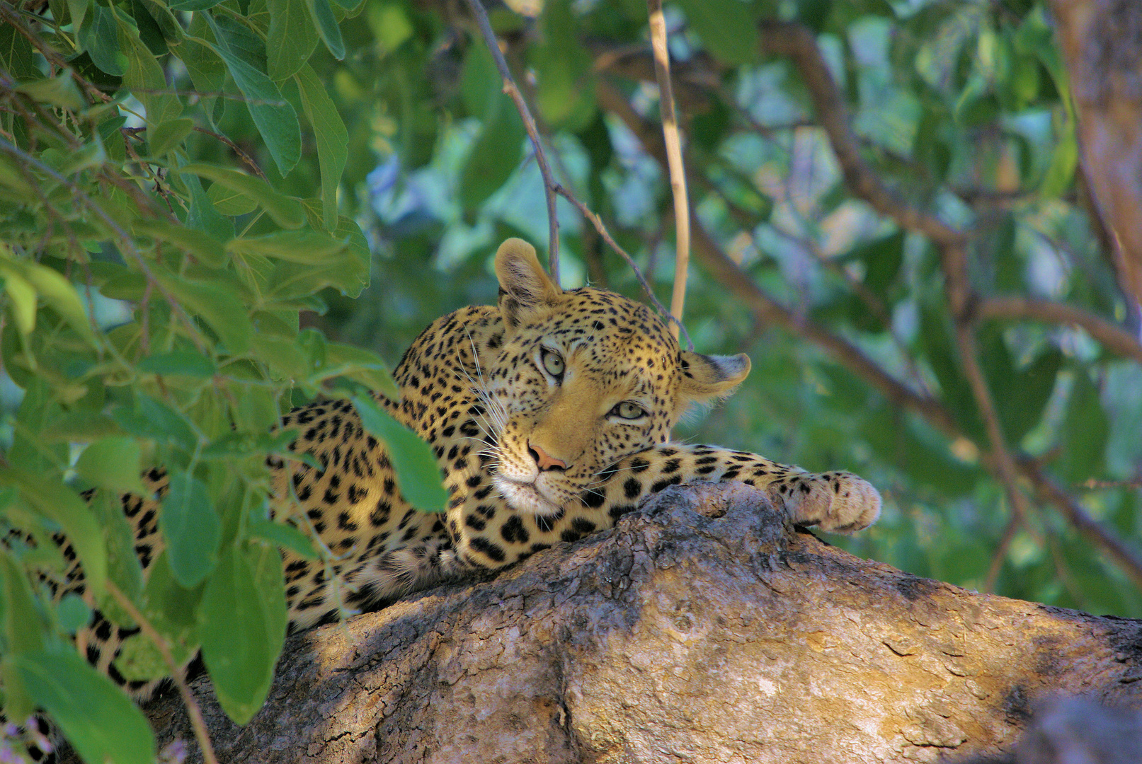 Leopard Moremi Game Reserve