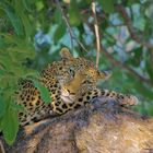 Leopard Moremi Game Reserve