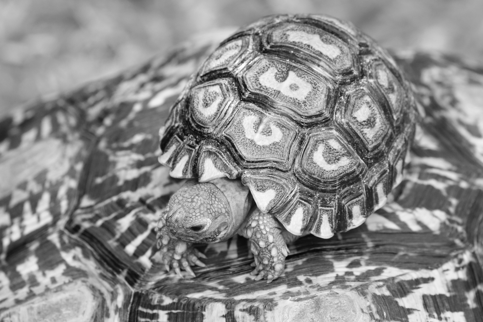 Leopard Moutain Tortoise Baby 5084 bw