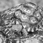 Leopard Moutain Tortoise Baby 5084 bw