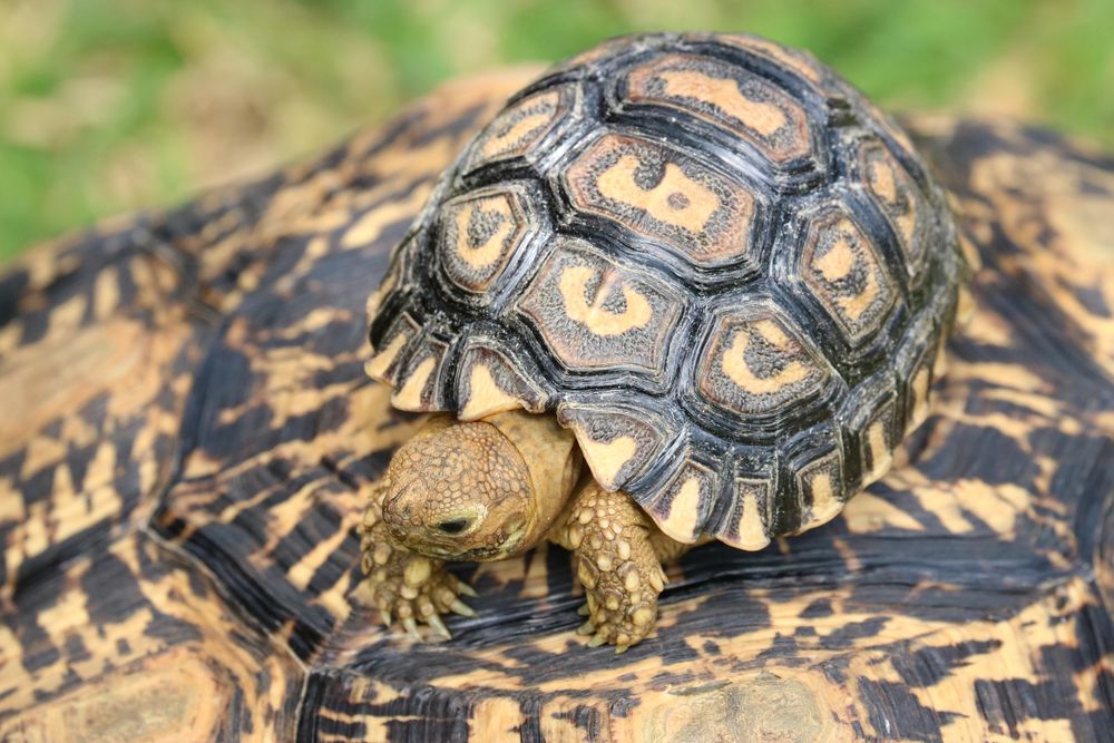 Leopard Moutain Tortoise Baby 