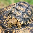 Leopard Moutain Tortoise Baby 