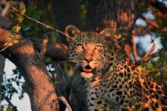 Leopard nach dem Essen