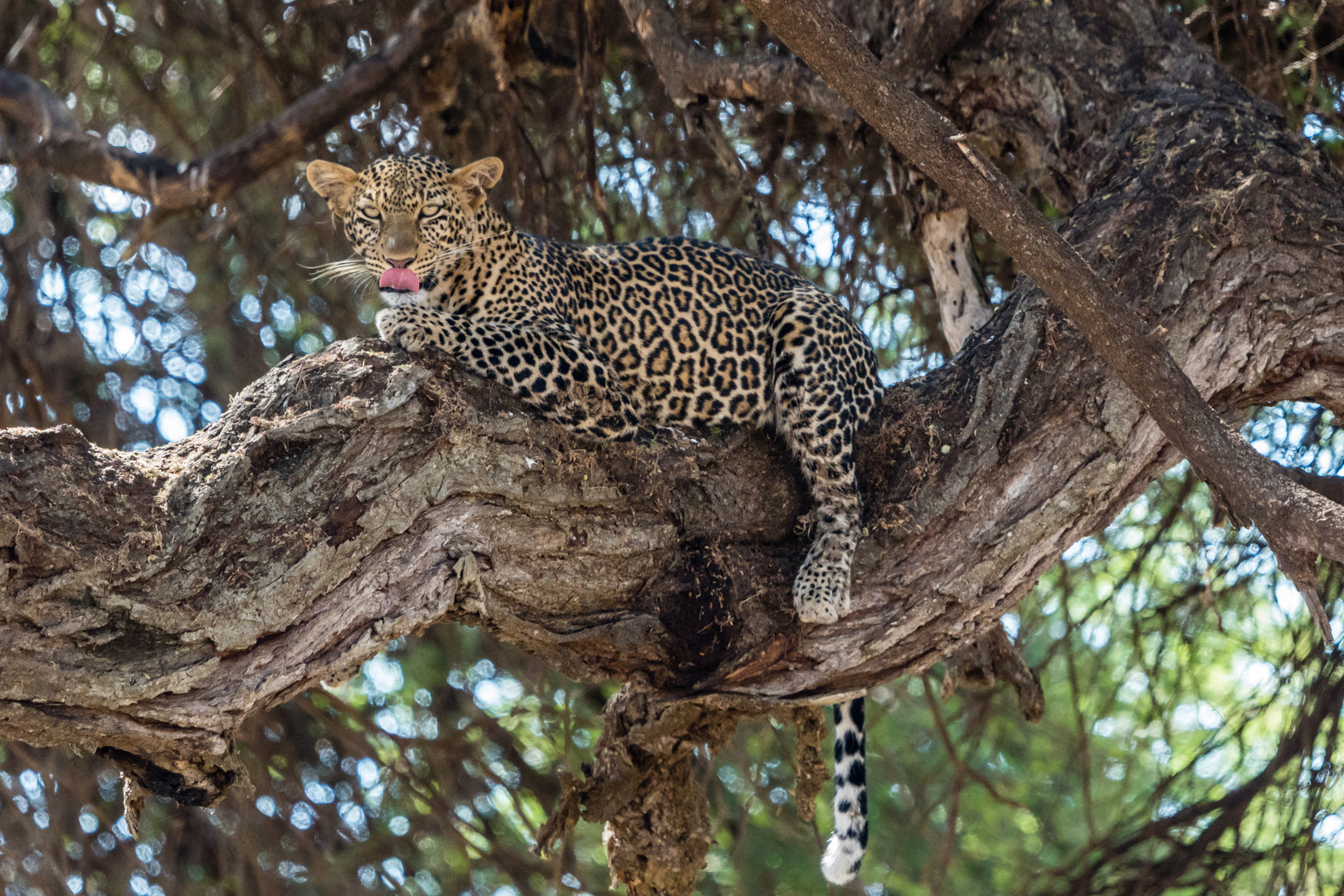 Leopard nach erfolgreicher Jagd