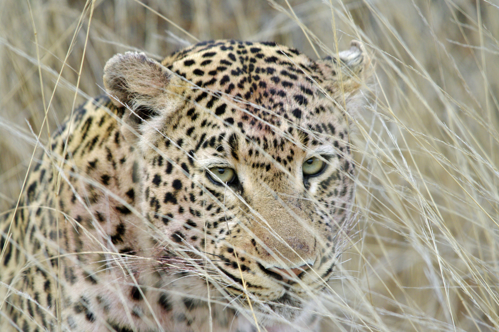 Leopard nach seinem Dinner (Warzenschwein)