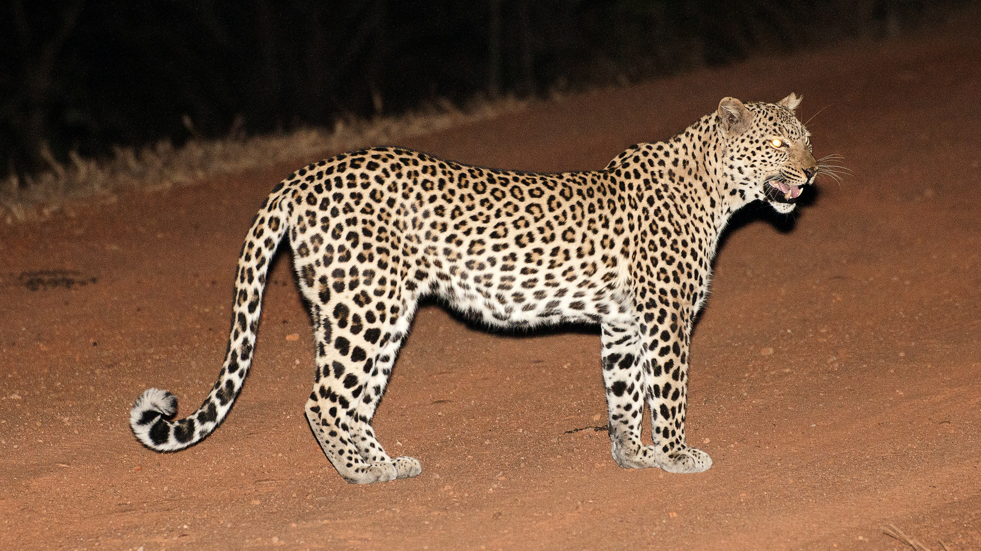 Leopard / Nachts im South-Luangwa NP