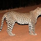 Leopard / Nachts im South-Luangwa NP