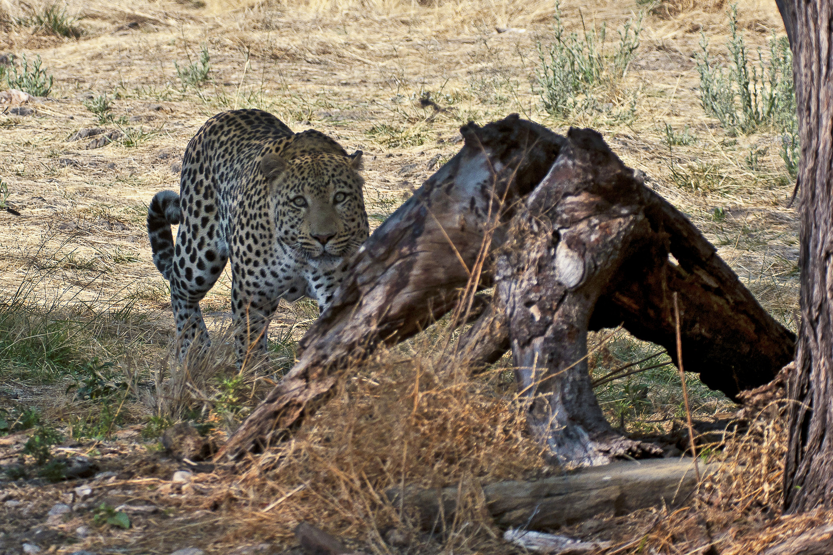 Leopard / Namibia / 2011