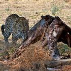 Leopard / Namibia / 2011