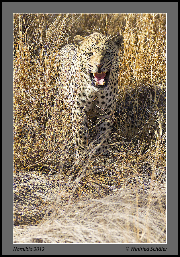 Leopard Namibia 2012-1