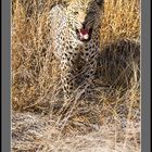 Leopard Namibia 2012-1