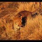 Leopard - Namibia