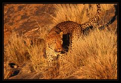 Leopard - Namibia