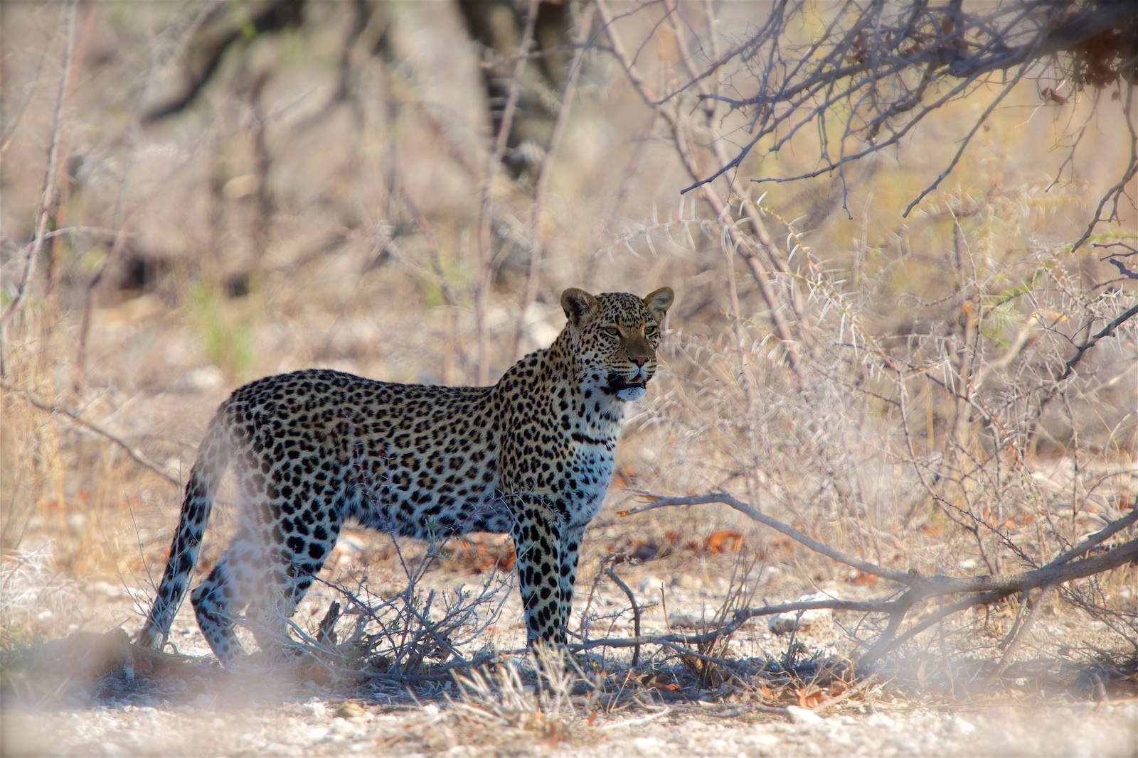 Leopard - Namibia - wildlife