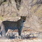 Leopard - Namibia - wildlife
