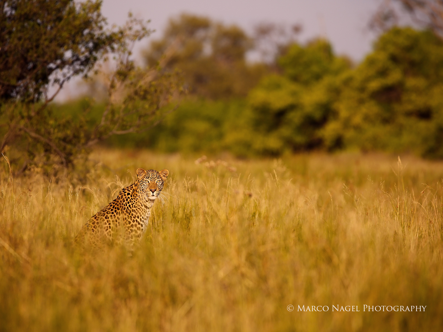 Leopard near the Khwai River