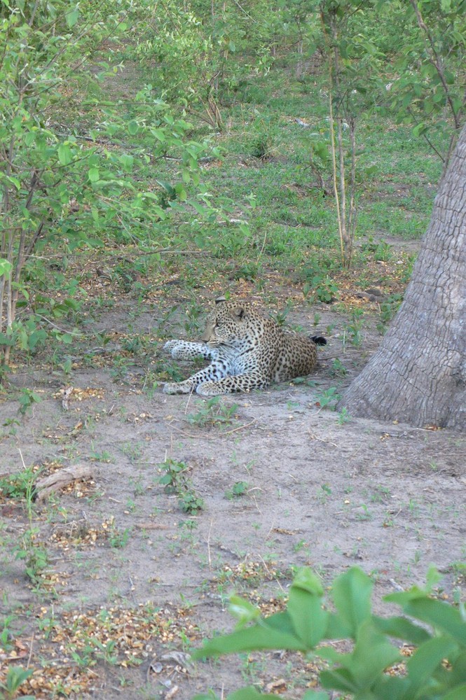 Leopard neben Baum