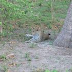 Leopard neben Baum