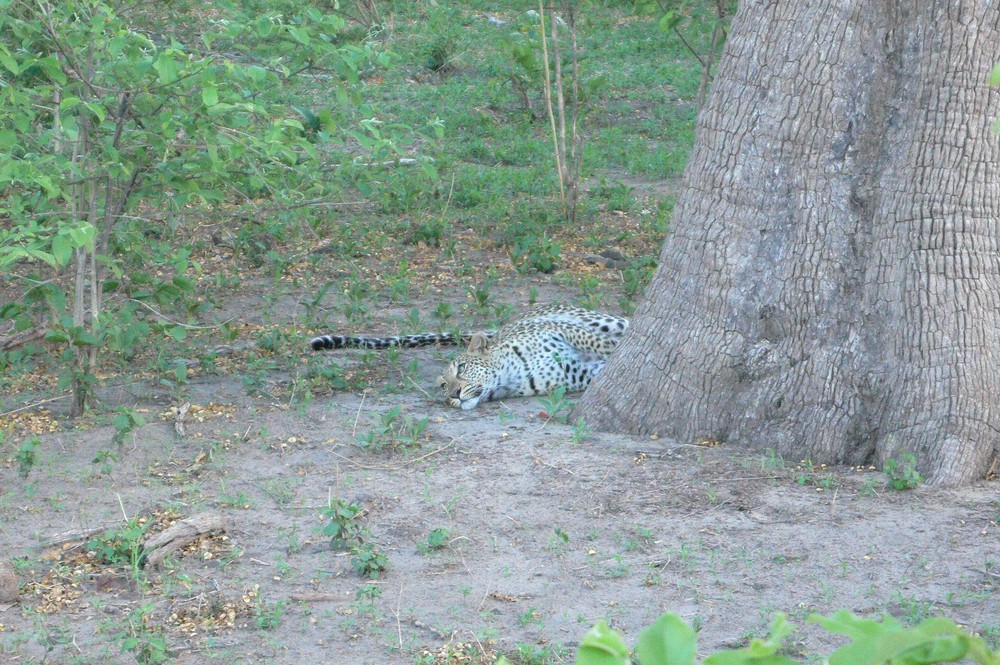 Leopard neben Baum II