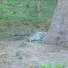 Leopard neben Baum II