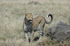 Leopard; Ngorongoro 2006