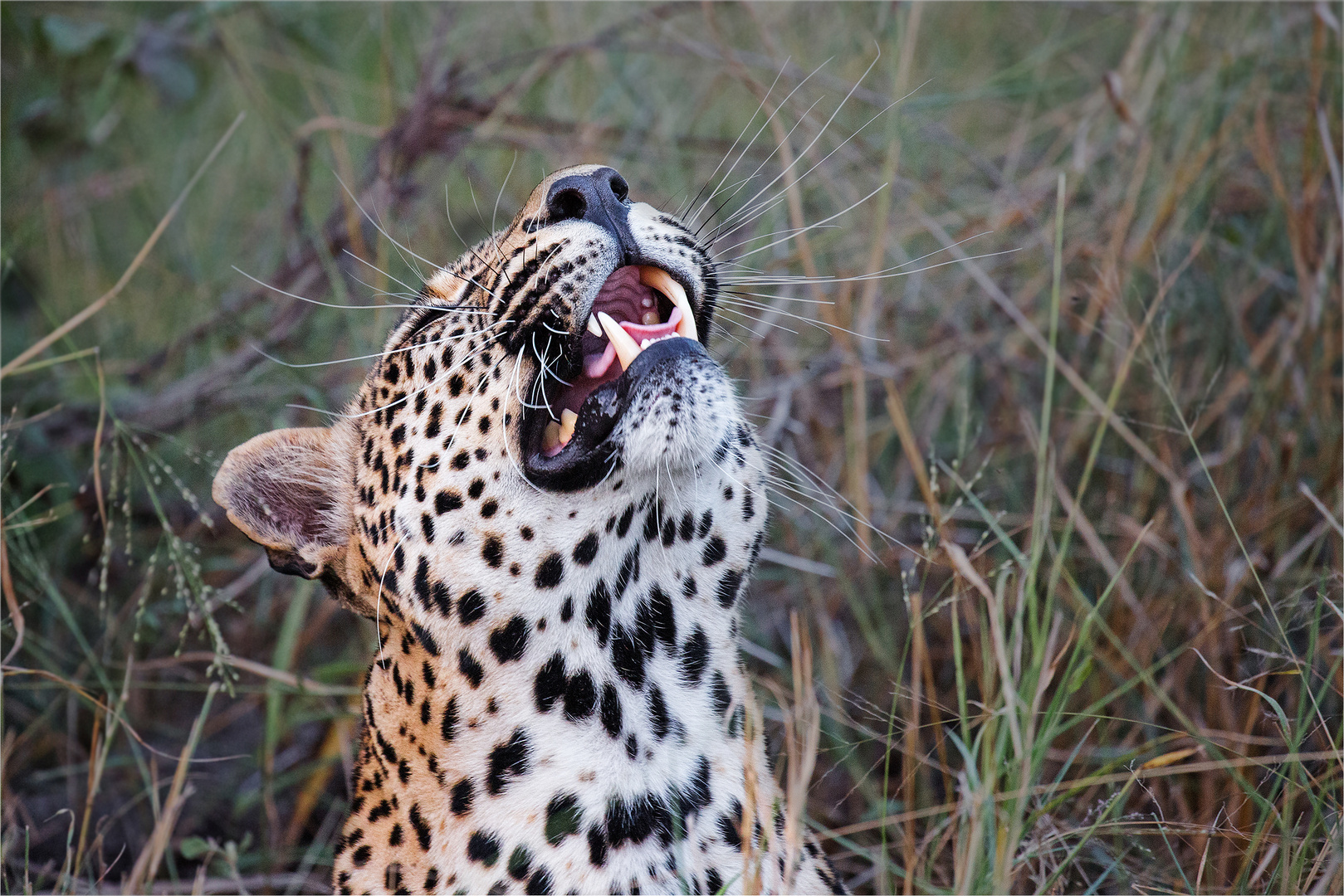 Leopard nimmt Witterung auf