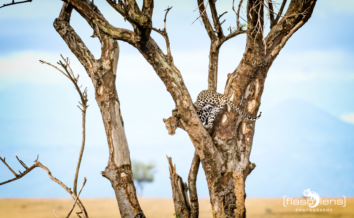 Leopard no. 5, Murchinson NP, Uganda