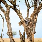 Leopard no. 5, Murchinson NP, Uganda