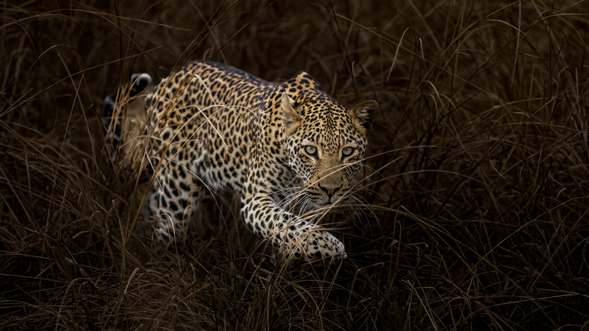 Leopard, Nsef-Sektor bearbeitet-5095