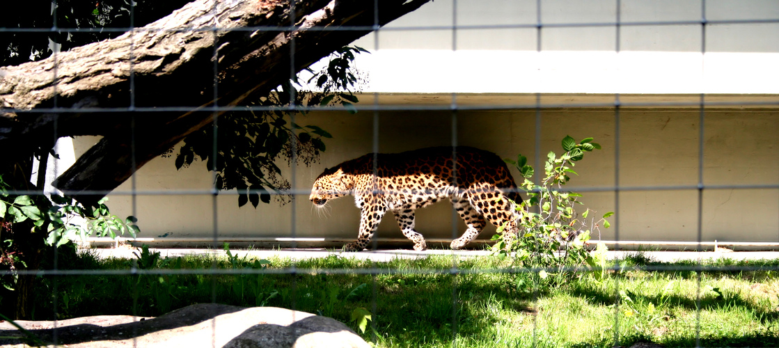 Leopard Oder Jaguar Foto Bild Tiere Zoo Wildpark Falknerei Saugetiere Bilder Auf Fotocommunity