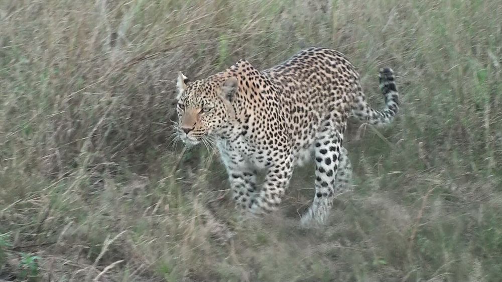 Leopard, Okavango-Delta, Botswana von Hans-Werner Scheller 