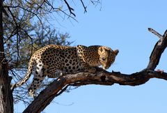 leopard on a tree