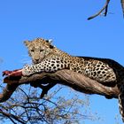 leopard on a tree2