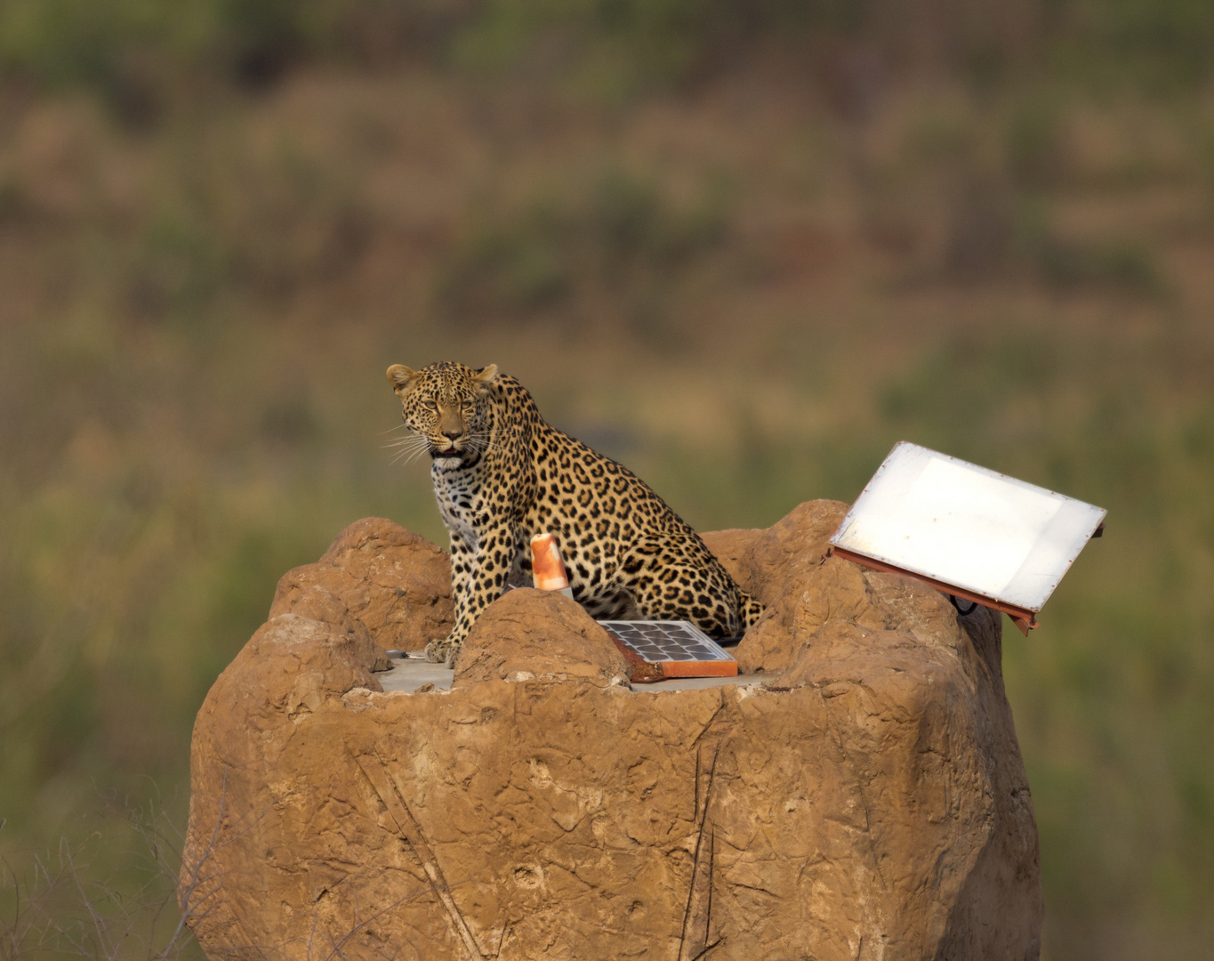 Leopard on Solar Panel