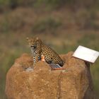 Leopard on Solar Panel